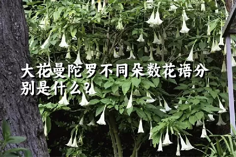 大花曼陀罗不同朵数花语分别是什么？