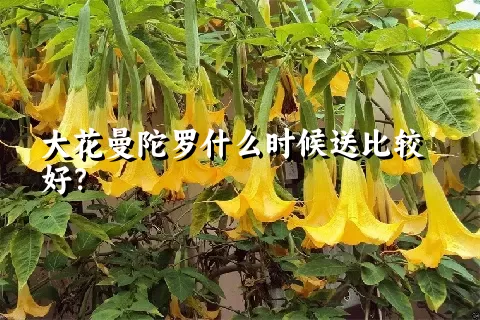 大花曼陀罗什么时候送比较好？