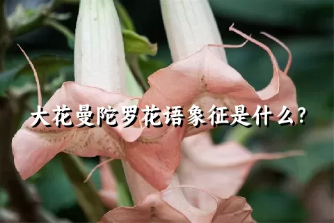 大花曼陀罗花语象征是什么？