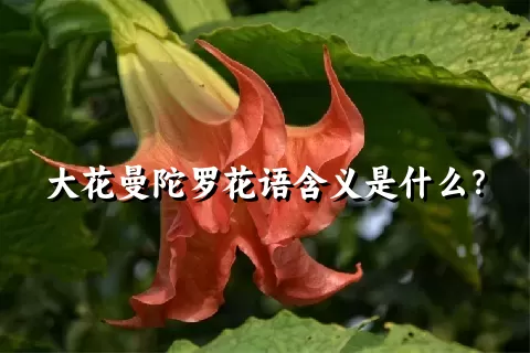 大花曼陀罗花语含义是什么？