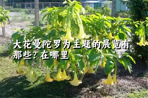 大花曼陀罗为主题的展览有那些？在哪里