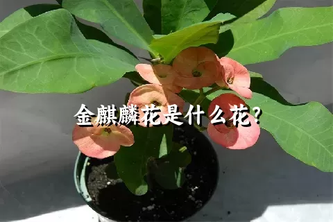 金麒麟花是什么花？