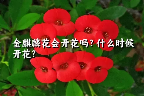 金麒麟花会开花吗？什么时候开花？