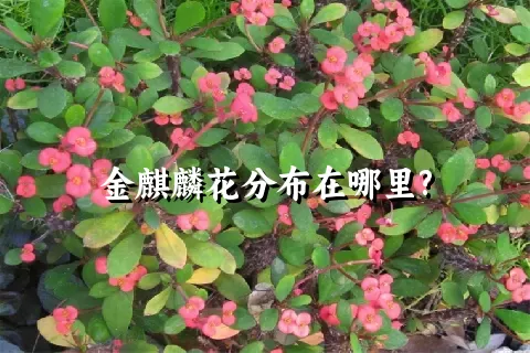 金麒麟花分布在哪里?