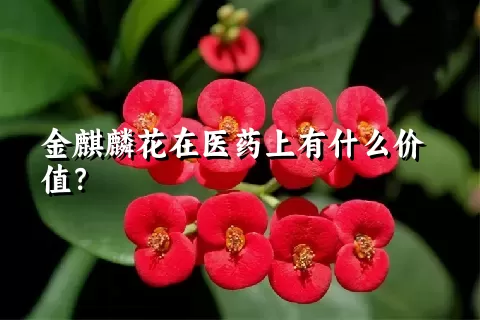 金麒麟花在医药上有什么价值？