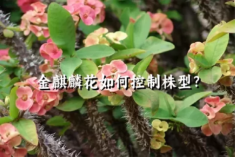 金麒麟花如何控制株型？