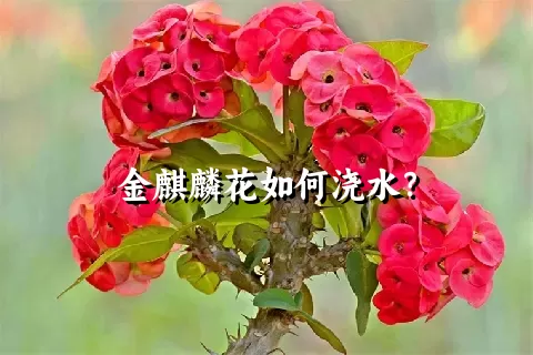 金麒麟花如何浇水？