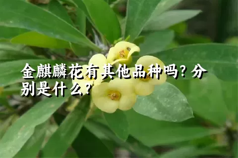 金麒麟花有其他品种吗？分别是什么？