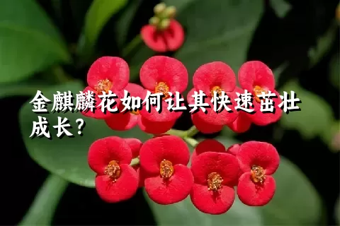 金麒麟花如何让其快速茁壮成长？