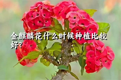 金麒麟花什么时候种植比较好？