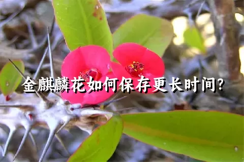 金麒麟花如何保存更长时间？