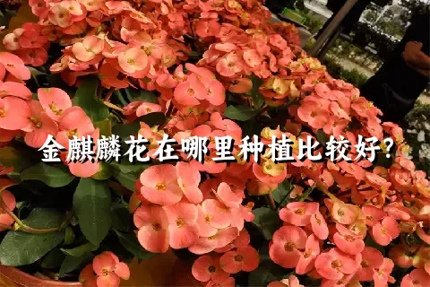 金麒麟花在哪里种植比较好？