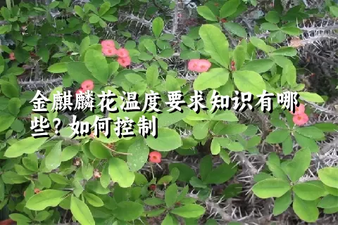 金麒麟花温度要求知识有哪些？如何控制