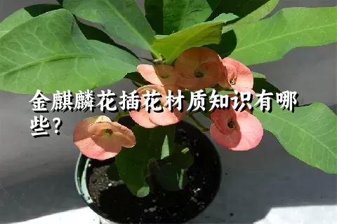 金麒麟花插花材质知识有哪些？