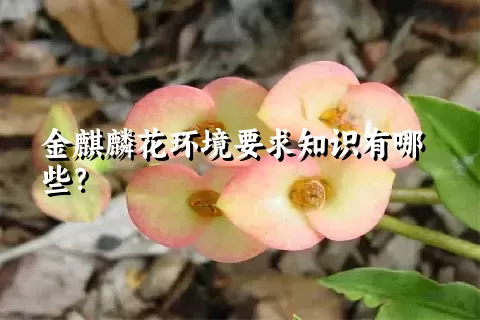 金麒麟花环境要求知识有哪些？