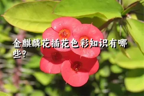 金麒麟花插花色彩知识有哪些？