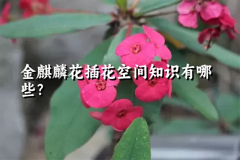 金麒麟花插花空间知识有哪些？