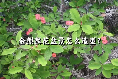 金麒麟花盆景怎么造型？