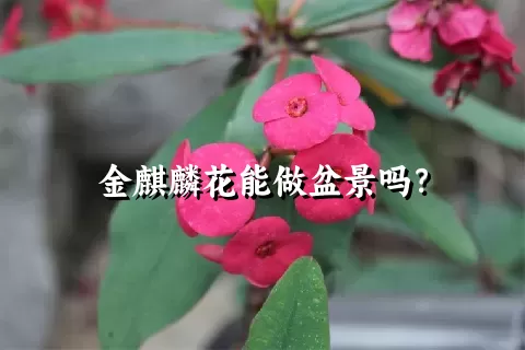 金麒麟花能做盆景吗？