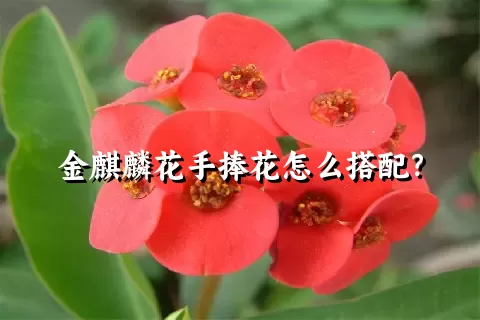 金麒麟花手捧花怎么搭配？