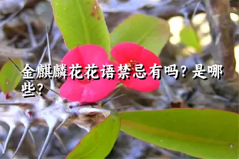 金麒麟花花语禁忌有吗？是哪些？