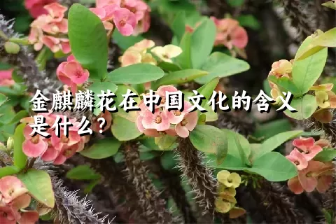 金麒麟花在中国文化的含义是什么？