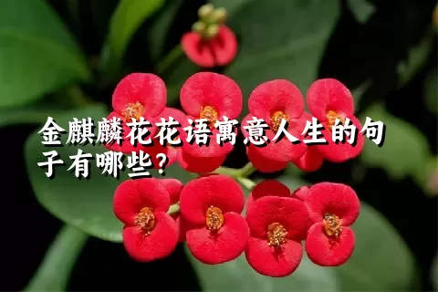 金麒麟花花语寓意人生的句子有哪些？