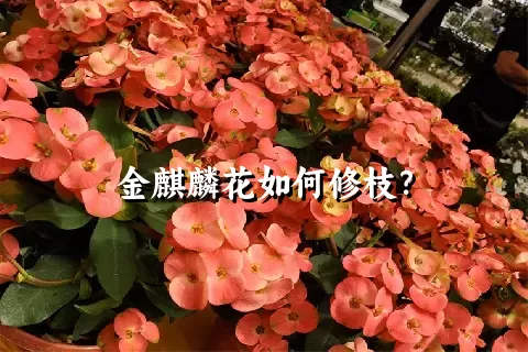 金麒麟花如何修枝？