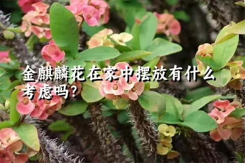 金麒麟花在家中摆放有什么考虑吗？