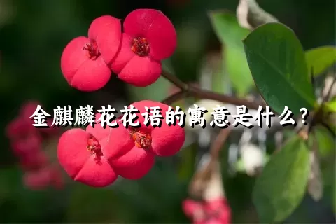 金麒麟花花语的寓意是什么？