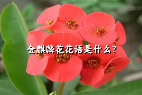 金麒麟花花语是什么？