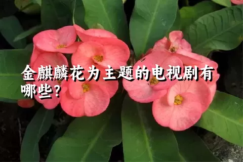 金麒麟花为主题的电视剧有哪些？