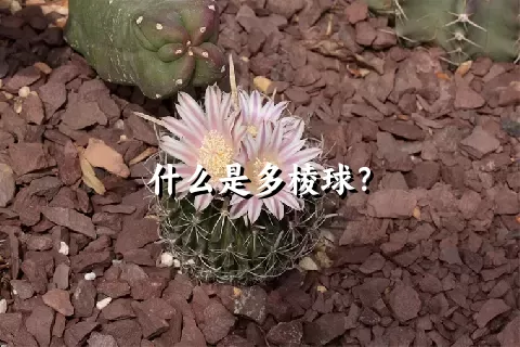 什么是多棱球？