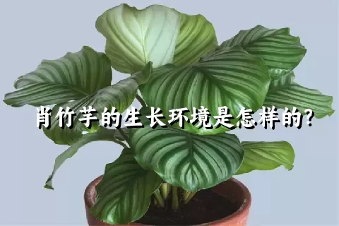 肖竹芋的生长环境是怎样的？