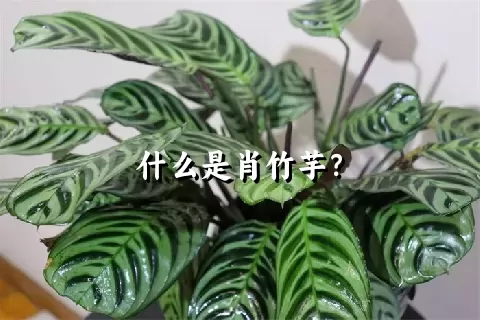 什么是肖竹芋？