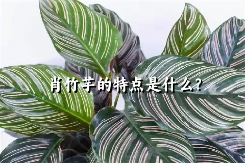 肖竹芋的特点是什么？