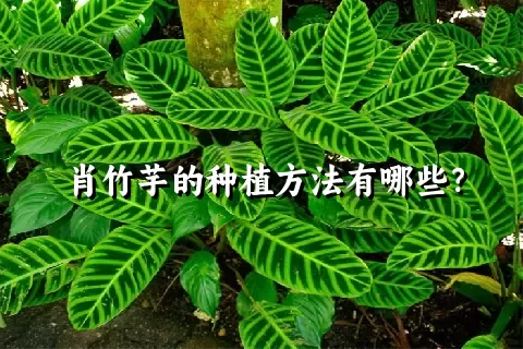 肖竹芋的种植方法有哪些？