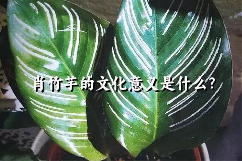 肖竹芋的文化意义是什么？