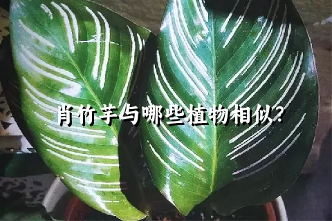 肖竹芋与哪些植物相似？