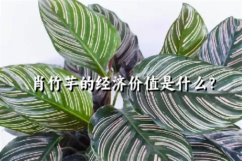 肖竹芋的经济价值是什么？