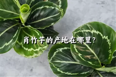 肖竹芋的产地在哪里？