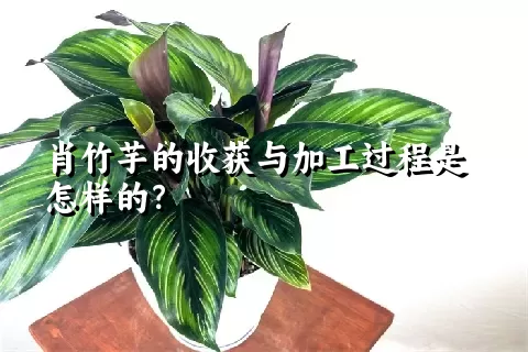 肖竹芋的收获与加工过程是怎样的？