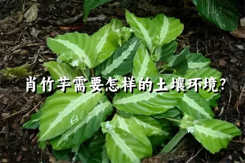 肖竹芋需要怎样的土壤环境？