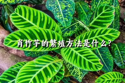 肖竹芋的繁殖方法是什么？