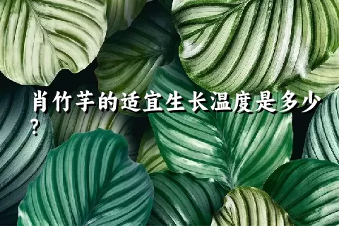 肖竹芋的适宜生长温度是多少？