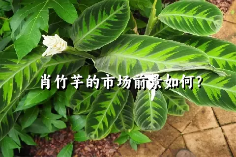 肖竹芋的市场前景如何？