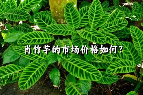 肖竹芋的市场价格如何？