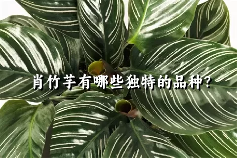 肖竹芋有哪些独特的品种？