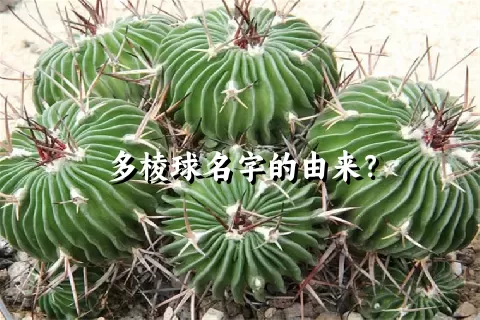 多棱球名字的由来？