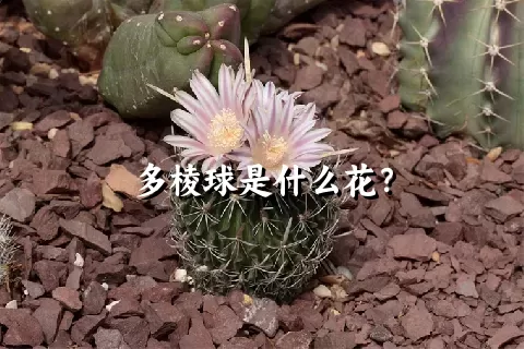 多棱球是什么花？